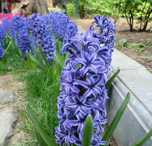 花语之风信子（探寻风信子的花语意义）