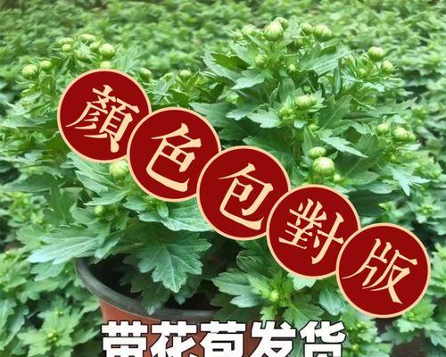 菊花家庭养殖详解（打造美丽家园的不二选择）