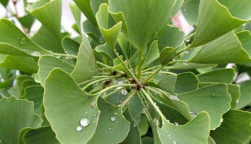 银杏——裸子植物的代表（银杏的生物学特点与分类）