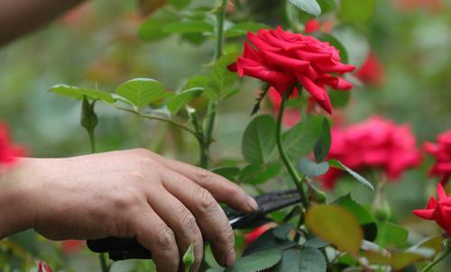 如何种植玫瑰花籽（全面指南，从选种到收获）