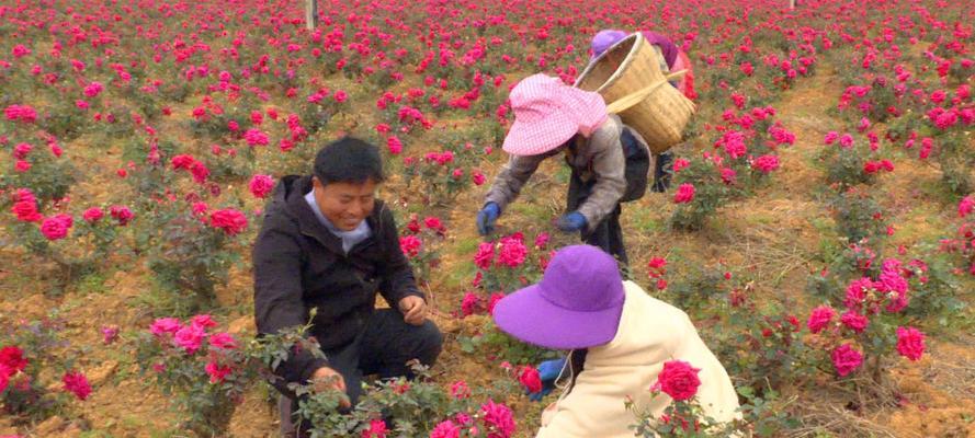 如何种植玫瑰花籽（全面指南，从选种到收获）