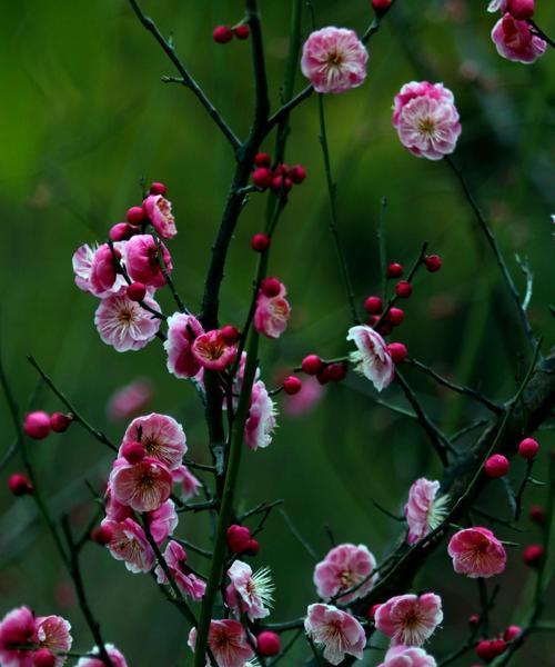 打造春雨花卉园的养殖方法（掌握关键技巧，让花儿绽放不停）