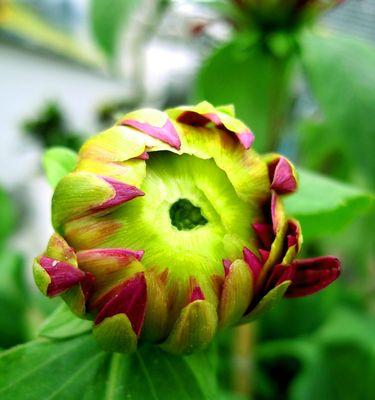 大丽花与菊花的区别（从形态、颜色、香气、开花时间等方面对比）