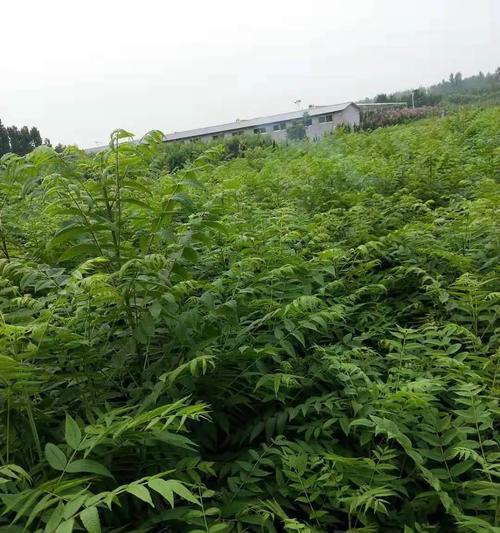 掌握香椿苗栽培与管理技术（打造丰收的香椿苗园，提高种植效益）