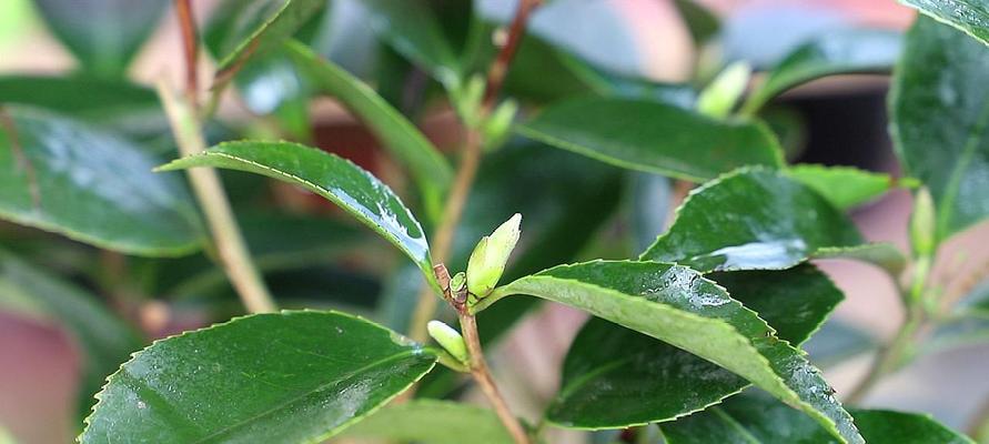 茶花的养护秘籍（旺盛生长的关键在于这些养护技巧）