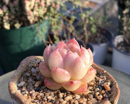 打造多肉花卉的魅力空间（多肉花卉养殖方法及注意事项）