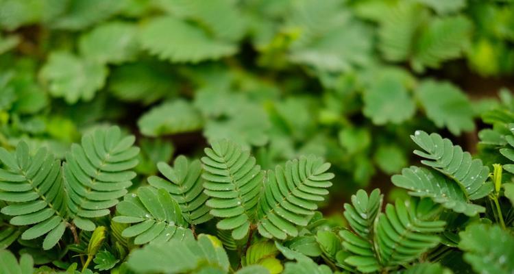 含羞草移植方法（让你的含羞草常青常茂）