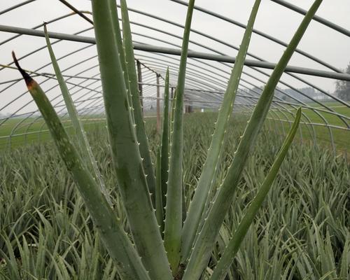 芦荟种植方法与管理（掌握这些技巧，让你的芦荟健康生长）