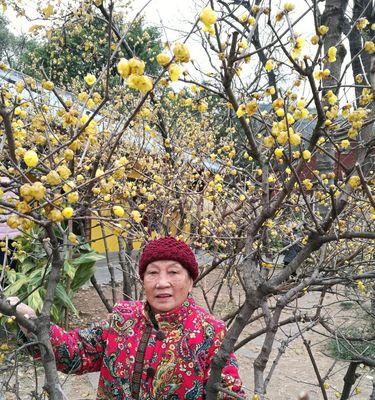 腊梅花的种植技巧（养护技巧、繁殖方式、适宜环境、品种介绍）