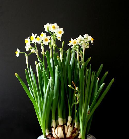 水仙花常见虫害及防治方法（掌握这些关键信息，让水仙花免受虫害的侵袭）