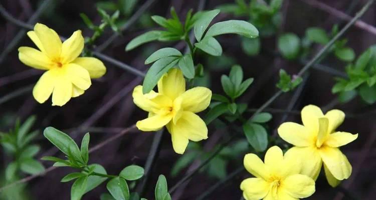 迎春花开的时间及特点（寓意吉祥的迎春花，开花时间和花期长）