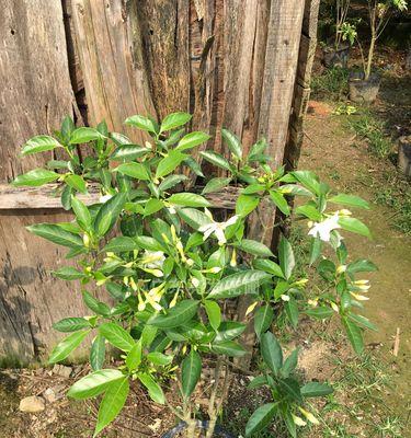 丁香花的种植与养护方法（打造美丽花园，从丁香花开始）