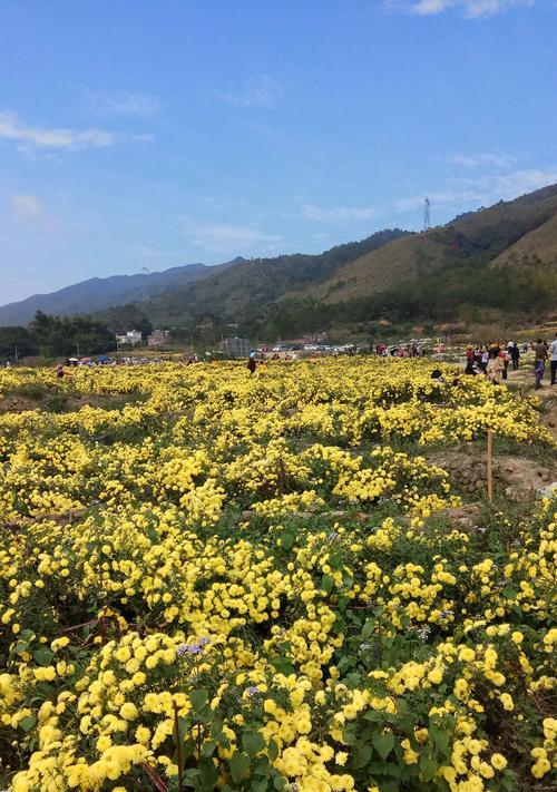 菊花变黄了，怎么回事？（探究菊花变黄的原因及预防方法）