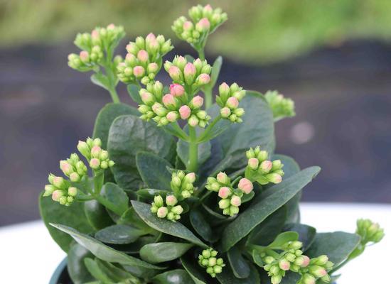 室内花卉品种植物大全（打造优雅空间的必备选择）