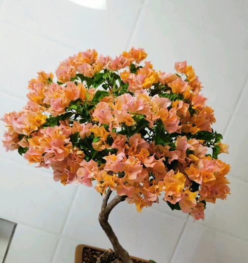 观花植物品种大全（发现美丽花海，让生活更美好）