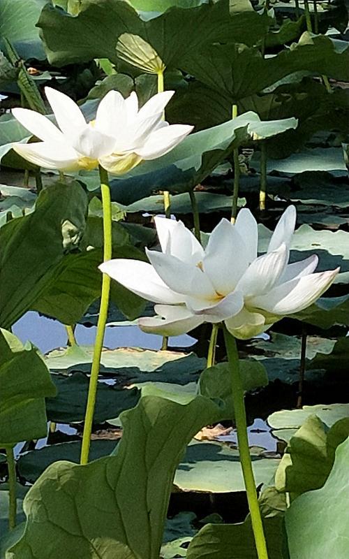 夏日花开（漫步花海，感受盛夏芬芳）