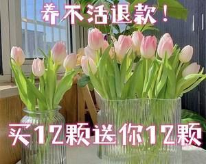 郁金香，室内养护新选择（美丽的花朵在居室中盛开；适合室内摆放的植物）