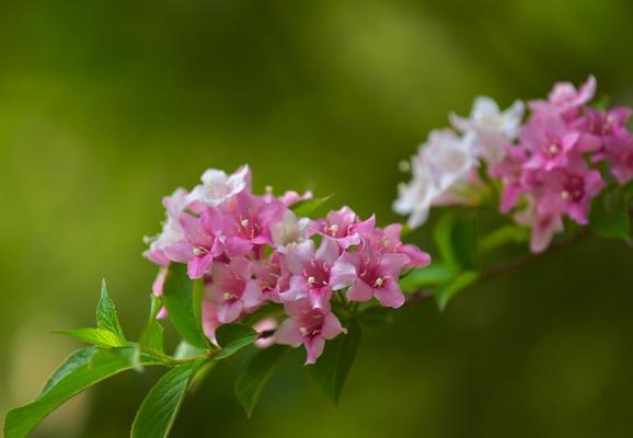 如何养殖健康的锦带花（掌握关键技巧，让花儿更美丽）