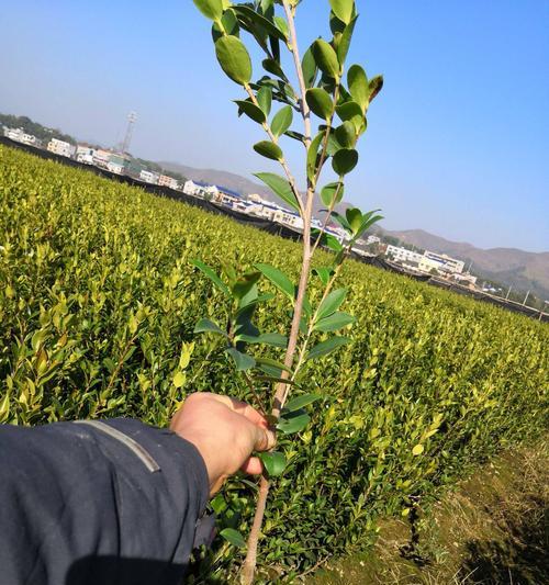 探究油茶的种植条件（从土壤到气候，一一介绍）