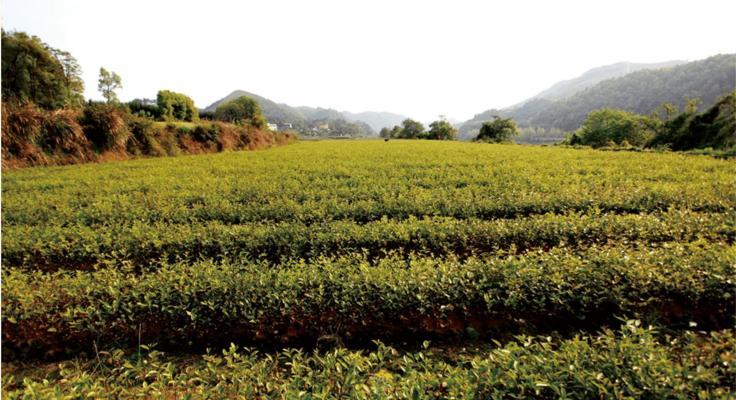 探究油茶的种植条件（从土壤到气候，一一介绍）