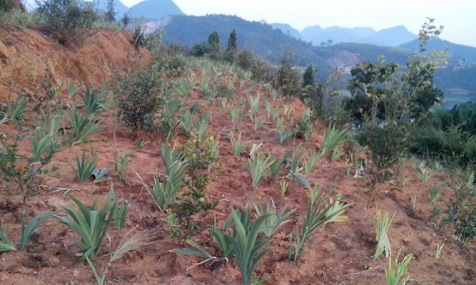 探究油茶的种植条件（从土壤到气候，一一介绍）