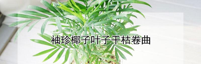 如何处理袖珍椰子叶子发黄干枯的问题（教你正确护理袖珍椰子，解决发黄问题）