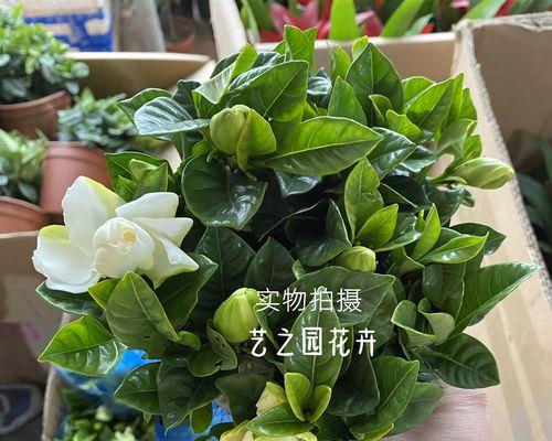 牡丹栀子养殖技巧（打造品质高效的牡丹栀子种植基地）