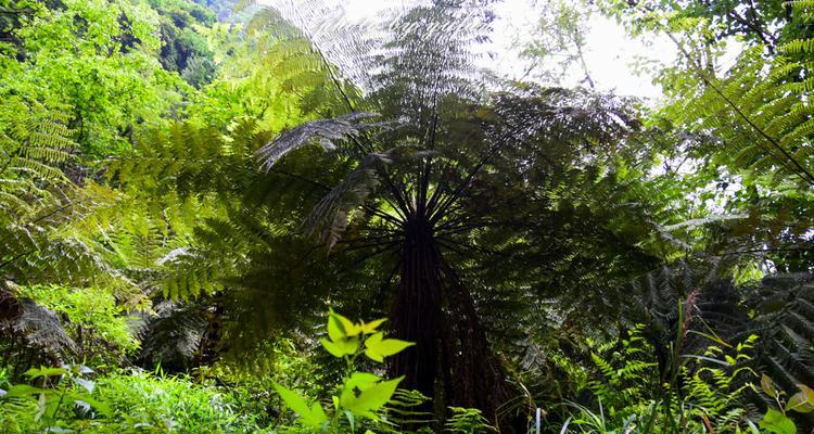 探究植物活化石的奥秘（揭开植物漫长岁月中的生命密码）