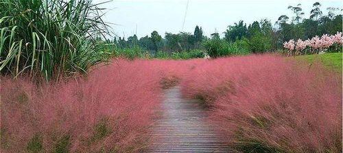 粉黛乱子草开花时间及其特点（探秘乱子草开花的神奇过程与生态价值）