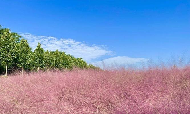 粉黛乱子草开花时间及其特点（探秘乱子草开花的神奇过程与生态价值）