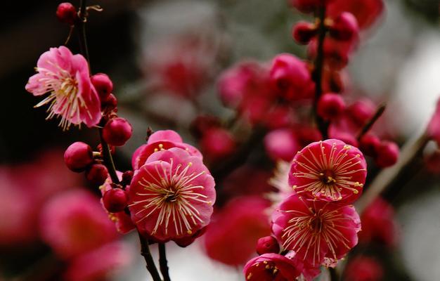 红梅夏天为什么掉叶子？（探秘红梅夏天落叶现象，了解叶片适应环境的能力。）