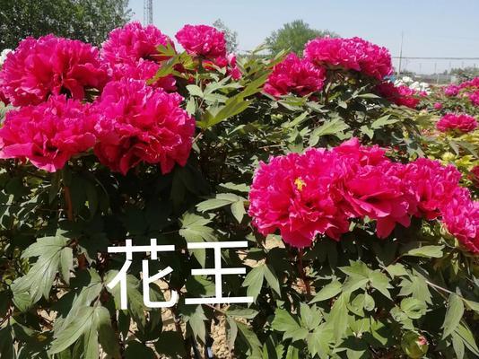 牡丹花开，花期短暂（探究牡丹花期及其生态意义）