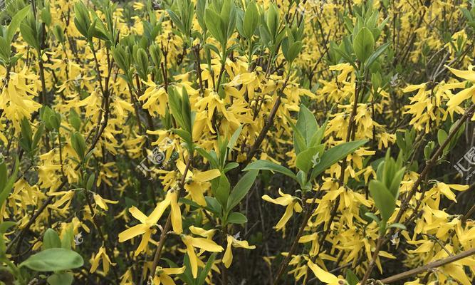 迎春花秋天种植详解（打造五彩缤纷的秋日花园）