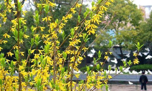 迎春花秋天种植详解（打造五彩缤纷的秋日花园）