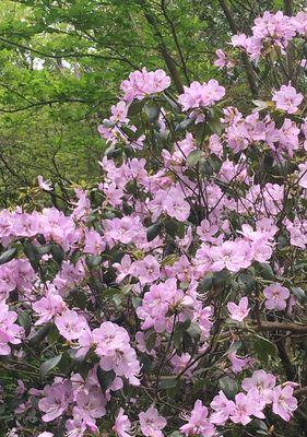 杜鹃花之最美颜色（探寻杜鹃花世界，发现最迷人的颜色）