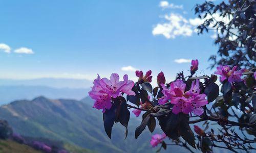 杜鹃花之最美颜色（探寻杜鹃花世界，发现最迷人的颜色）