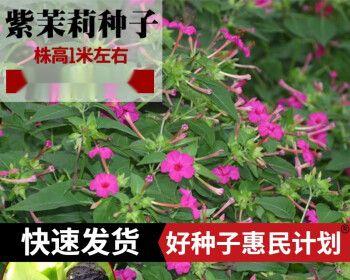 紫发花种植全攻略（打造紫色花园，紫发花种植方法详解）