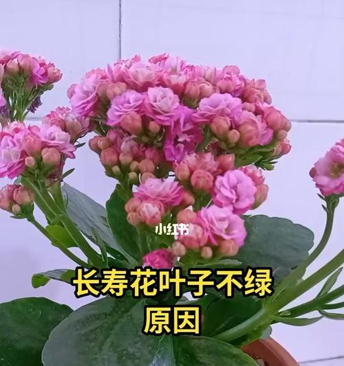 长寿花的养护与管理（打造长寿花的美丽家园）