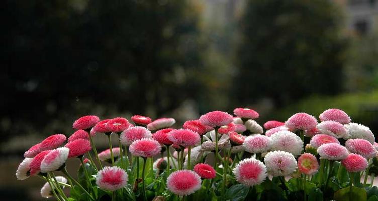 花卉栽培管理全攻略（打造美丽花园，从这里开始）