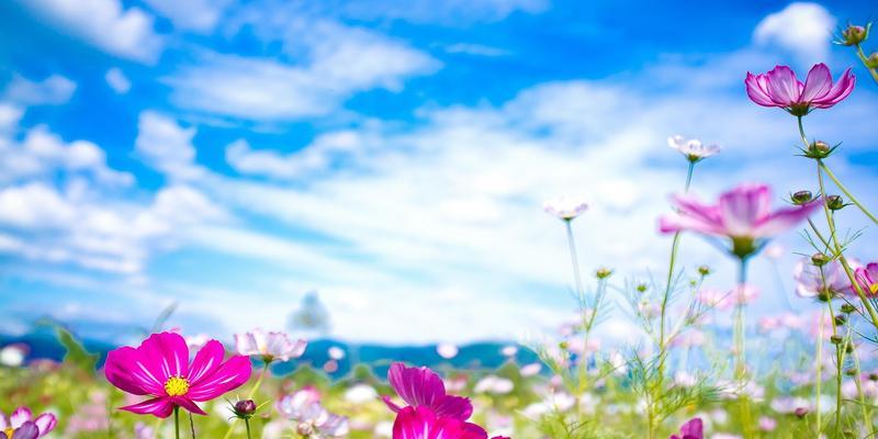 迎接夏日花海——夏季盛开的花卉（品味夏季的花海，寻觅花卉的美好）