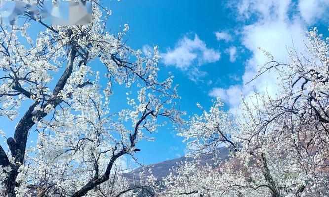 梨花花期的奇妙变化（探秘梨花的开花时间和风景）