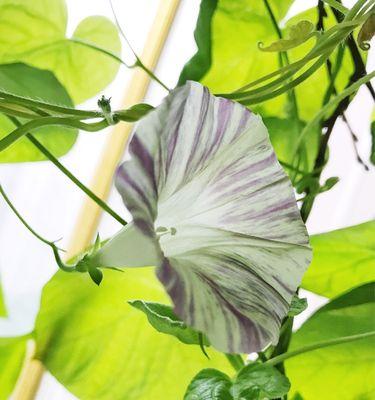 牵牛花花期开放时间详解（探秘牵牛花的开花规律与美丽花期）