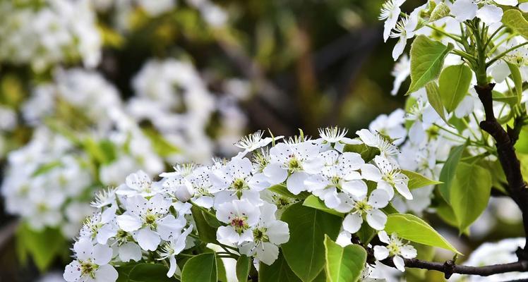 梨花（深刻剖析梨花文化的多重内涵）