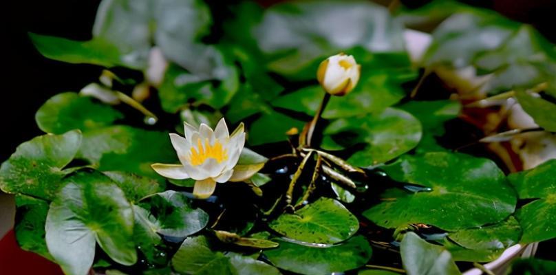 盛夏时节，鲜花绽放（夏日花海的绚烂）