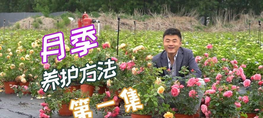 秋季如何施肥养护月季花（掌握关键方法，让月季花更加绚烂）