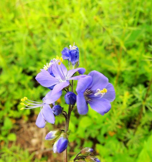 夏日花海——盛夏开放的花卉景观（探秘夏季最美的花卉景观，领略大自然的魅力）