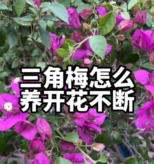 三角梅的修剪技巧（让三角梅开出更多的花朵）