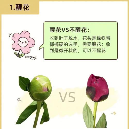 春季芍药的养护与管理（关注土壤和养分，让花更美丽）