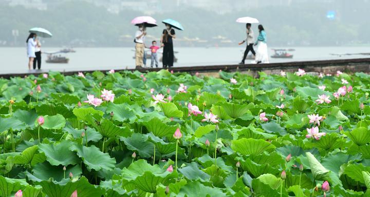 西湖荷花的盛开（赏花佳节，品味西湖美景）