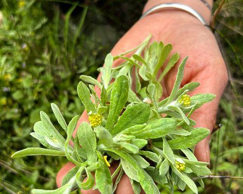 探秘鼠耳草——这种植物的别名、生长环境与特性